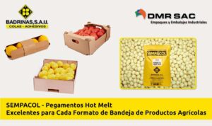 Diversidad de bandejas de productos agrícolas armadas y pegadas con adhesivos termofusibles SEMPACOL